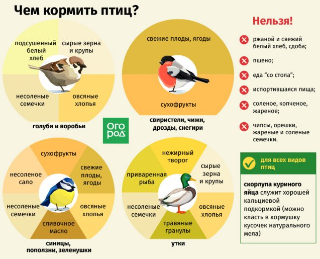 Чем кормить птиц